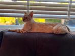 100% Bengaalse Dekkater Snow Lynx Bengaal, 0 tot 2 jaar