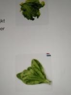 Surinaamse Amsoi en Kailan zaden 1,00 euro per zakje, Ophalen of Verzenden