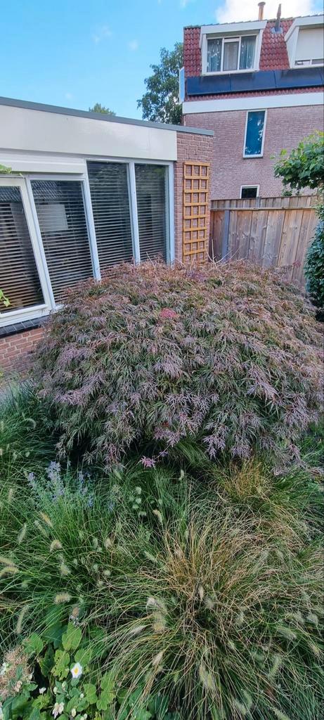 Grote Japanse Esdoorn - Zelf Uithalen, Tuin en Terras, Planten | Bomen, Ophalen
