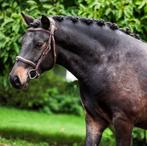 Super schattige en grappige pony, Gechipt, Ruin, Zadelmak, 3 tot 6 jaar