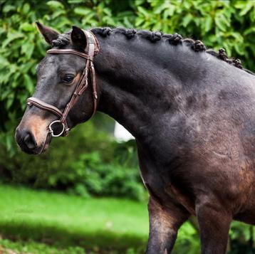 Super schattige en grappige pony beschikbaar voor biedingen