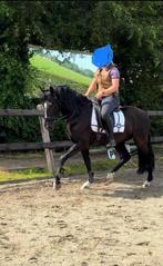 Lieve PRE ruin Bandido VAP te koop, Minder dan 160 cm, B, Gechipt, Ruin