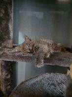 X mainecoon/ragdoll kittens ♡♡♡mogen per direct verhuizen, Dieren en Toebehoren, Meerdere dieren, Langharig, 0 tot 2 jaar
