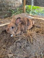 Leeuwenkop dwerg konijn., Dieren en Toebehoren, Konijnen, Mannelijk, Dwerg, 0 tot 2 jaar