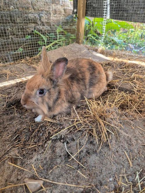 Leeuwenkop dwerg konijn., Dieren en Toebehoren, Konijnen, Dwerg, Mannelijk, 0 tot 2 jaar