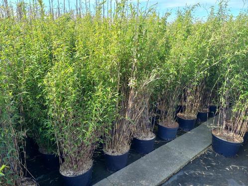 niet woekerende zwarte bamboe Fargesia Black pearl, Volcano, Tuin en Terras, Planten | Tuinplanten, Overige soorten, Halfschaduw