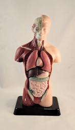 Anatomisch Model van het Menselijk Torso, Ophalen of Verzenden, Gebruikt, Meerdere media, Overige typen