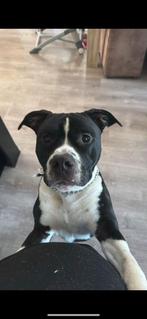 Amerikaanse stafford, België, Particulier, Reu, 1 tot 2 jaar