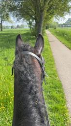 (Project) pony gezocht, Dieren en Toebehoren, Ophalen of Verzenden