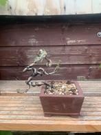 Yamadori Pine, Tuin en Terras, Planten | Bomen, Ophalen, Overige soorten, Minder dan 100 cm
