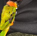 Caique, Meerdere dieren, Papegaai, Tam