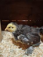 Brahma s, Dieren en Toebehoren, Meerdere dieren, Kip