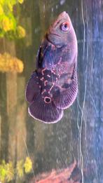 Oscars (pauwoogen, Dieren en Toebehoren, Vissen | Aquariumvissen