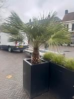 Mooie palmboom in pot, Volle zon, Vaste plant, Bloeit niet, Ophalen