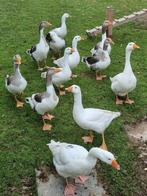 Ganzen te koop, Geslacht onbekend, Gans of Zwaan