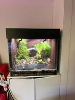 gifkikker paludarium compleet (60*50*50), Dieren en Toebehoren, Reptielen en Amfibieën | Toebehoren, Ophalen, Zo goed als nieuw