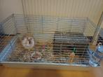 Lief dwergkonijn met of zonder kooi, Ophalen, Zo goed als nieuw, Kooi