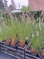 Pennisetum Hameln grassen, Ophalen, Volle zon, Vaste plant, Siergrassen