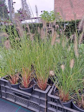 Pennisetum Hameln grassen  beschikbaar voor biedingen