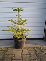 Kerstboompje  abies koreana, Tuin en Terras, Planten | Bomen, Overige soorten, Minder dan 100 cm, Ophalen, Volle zon