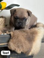 Franse buldog pups, België, Fokker | Hobbymatig, Rabiës (hondsdolheid), 8 tot 15 weken