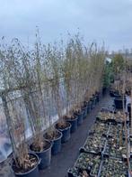 Fargesia nitida BLACK Pearl ,niet woekerende bamboe, Tuin en Terras, Planten | Bomen, In pot, Overige soorten, Bloeit niet, Ophalen of Verzenden
