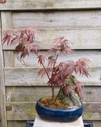 Acer palmatum Atropupureum bonsai pensai, Tuin en Terras, Bloeit niet, Halfschaduw, Minder dan 100 cm, Overige soorten