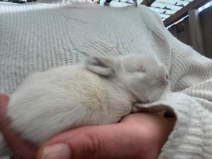 Baby konijntjes inmiddels  gereserveerd, Dieren en Toebehoren, Konijnen, Dwerg, Geslacht onbekend