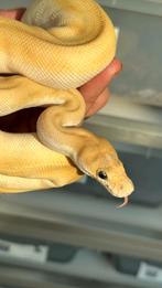 Nakweek 2024 ball python aanbieding, Dieren en Toebehoren, Reptielen en Amfibieën, Slang