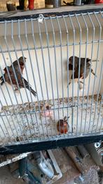 Kanaries, Dieren en Toebehoren, Vogels | Overige Vogels, Meerdere dieren