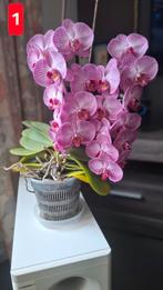 Diverse kamerplanten, Ophalen, Overige soorten, Halfschaduw, In pot