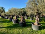 Oude Olijfbomen ole europaea TE KOOP- Nu grote sortering, 100 tot 250 cm, Olijfboom, Zomer, Ophalen