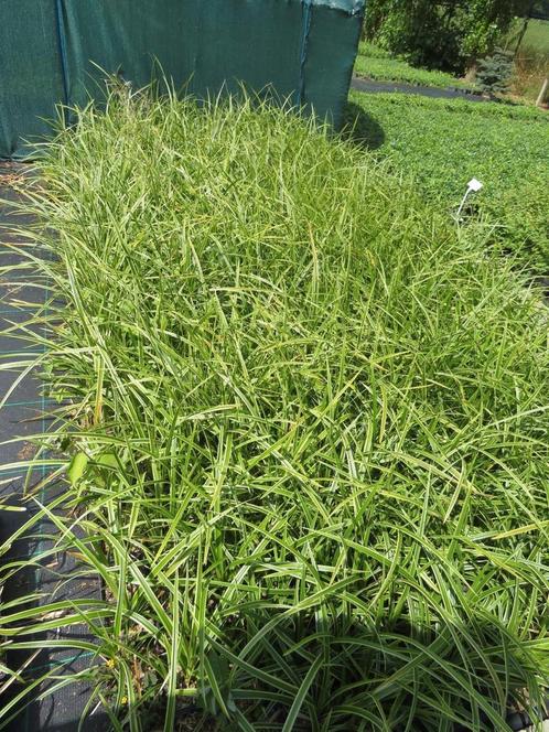 Carex morrowii ice dance, zegge, siergrassen. Bodembedekker, Tuin en Terras, Planten | Tuinplanten, Vaste plant, Siergrassen, Halfschaduw