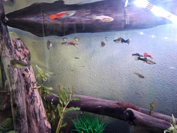 Guppen ( baby 1 a  2 maanden oud), Dieren en Toebehoren, Vissen | Aquariumvissen, Vis
