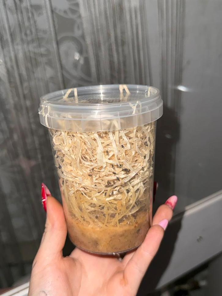 Fruitvliegjes bakje, Dieren en Toebehoren, Insecten en Spinnen, Overige soorten