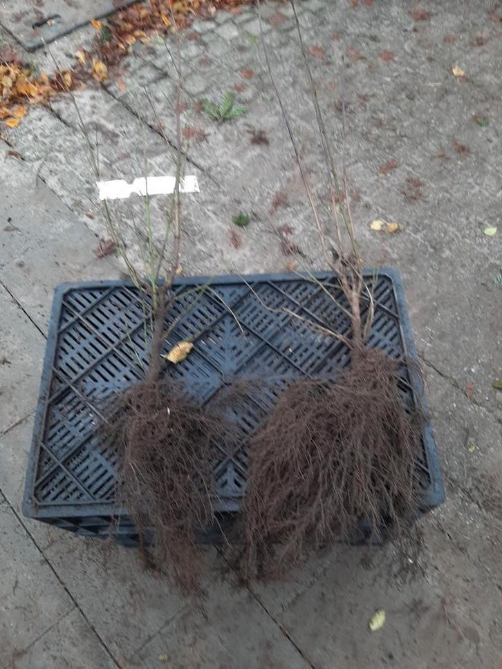 Gele Kornoelje (Cornus Mas) en Rode Kornoelje plantgoed, Tuin en Terras, Planten | Struiken en Hagen, Struik, Overige soorten