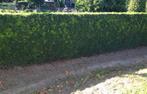 Taxus ‘Hicksii / Taxus x media ‘Hicksii’, Ophalen of Verzenden, Taxus, Haag, Minder dan 100 cm