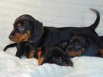 Prachtige Black and Tan Teckel pups uit FCI lijn, Dieren en Toebehoren, Honden | Teckels en Dashonden, Kaninchen, 8 tot 15 weken