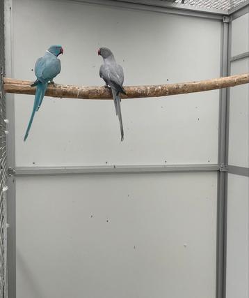 Opaline bond Halsbandparkiet / halsband parkiet kweekkoppel beschikbaar voor biedingen