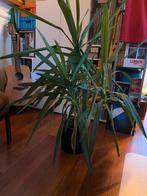 Yucca, Ophalen, 100 tot 150 cm, Halfschaduw, In pot