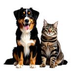 Gezocht hondenvoer kattenvoer en speeltjes, Dieren en Toebehoren, Honden-accessoires, Ophalen