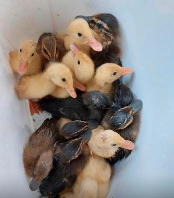 Indische loopeend pulletjes 5 juli uit de dop beschikbaar voor biedingen