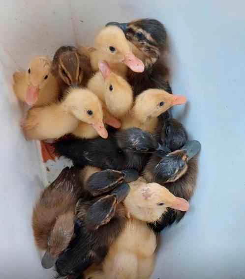 Indische loopeend pulletjes 5 juli uit de dop, Dieren en Toebehoren, Pluimvee, Eend, Meerdere dieren