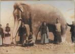 Olifant 3x China Thailand, Verzamelen, Ansichtkaarten | Dieren, Wild dier, Ongelopen, Ophalen of Verzenden, Voor 1920