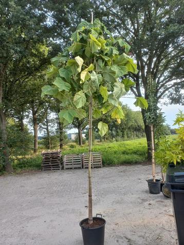 Paulownia Keizersboom in pot beschikbaar voor biedingen