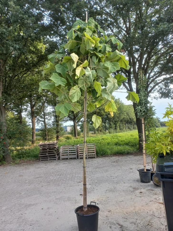 Paulownia Keizersboom in pot, Tuin en Terras, Planten | Bomen, Overige soorten, 100 tot 250 cm, Volle zon, Lente, In pot, Ophalen