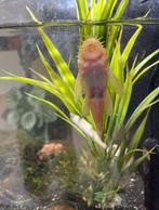 Albino algeneter, Dieren en Toebehoren, Vis, Zoetwatervis