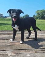 3 prachtige pups Border Collie x Australian Kelpie, Dieren en Toebehoren, Honden | Herdershonden en Veedrijvers, Rabiës (hondsdolheid)