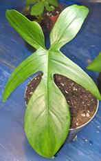 Philodendron Florida Green, Ophalen of Verzenden, Halfschaduw, Minder dan 100 cm