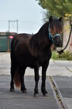 **HELE KNAPPE & MAKKE NSPS SHETLANDER MERRIE**, Merrie, 0 tot 2 jaar, A pony (tot 1.17m), Recreatiepony